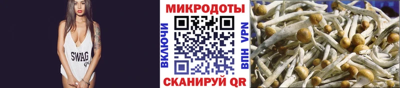 Галлюциногенные грибы Psilocybe  где купить наркоту  Новотитаровская 